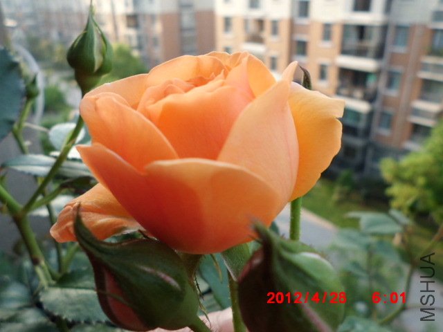 CIMG0578.JPG