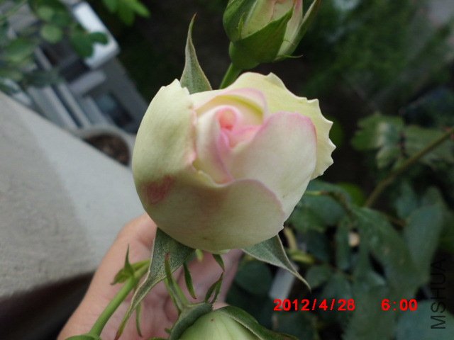 CIMG0576.JPG