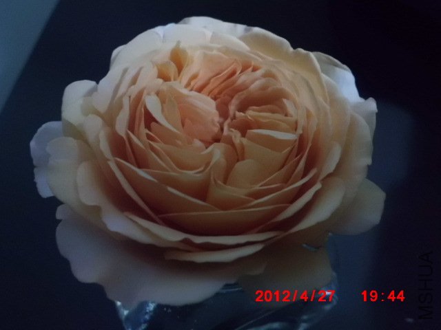 CIMG0570.JPG