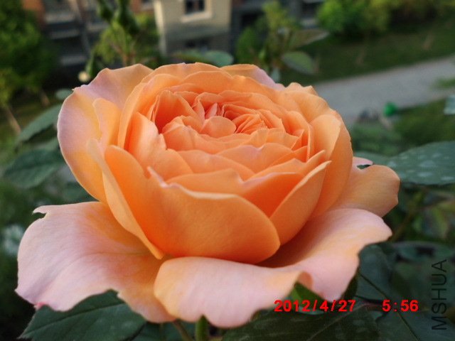 CIMG0556.JPG