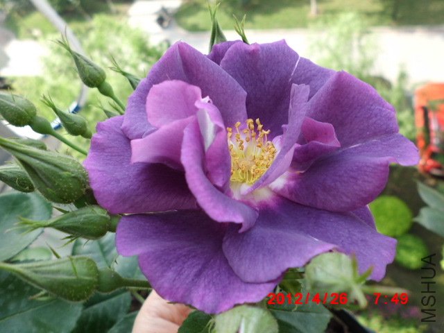 CIMG0553.JPG