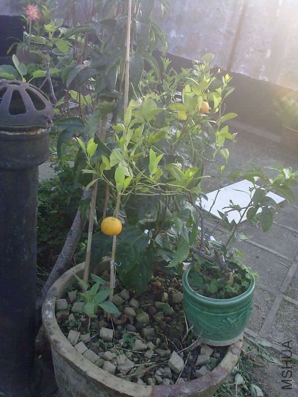 �ְ��������