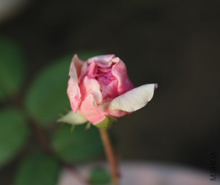 2012-04-28_185827.jpg