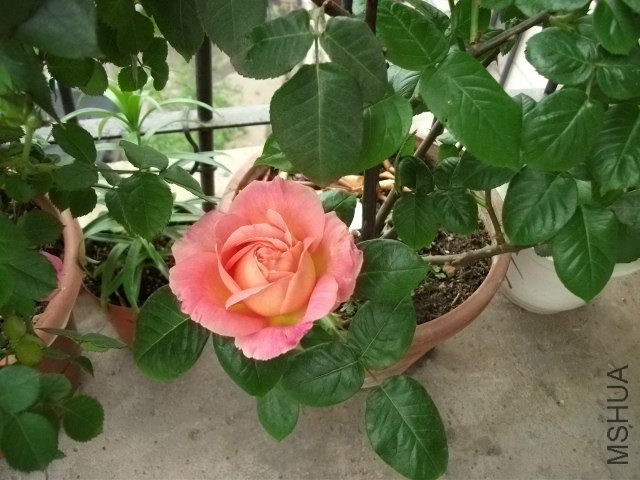 ��Ƭ 059.jpg