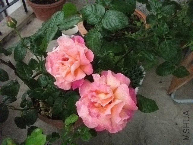 ��Ƭ 095.jpg