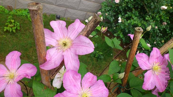 DSC_0749.JPG