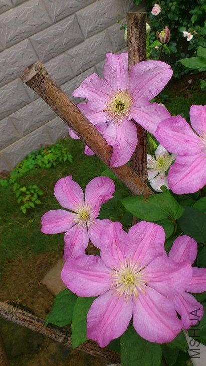 DSC_0769.JPG