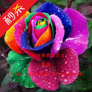T1Lb1JXnJgXXbULOU9_104051.jpg_310x310.jpg
