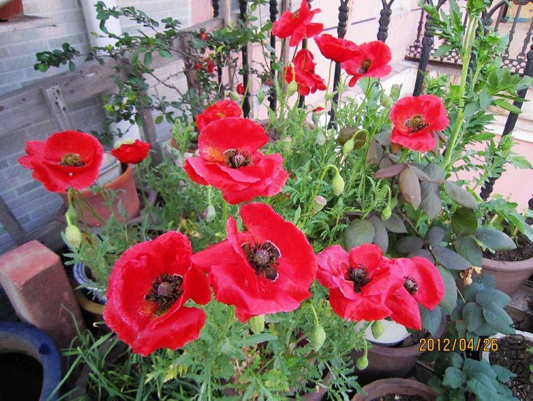 IMG_3655.jpg