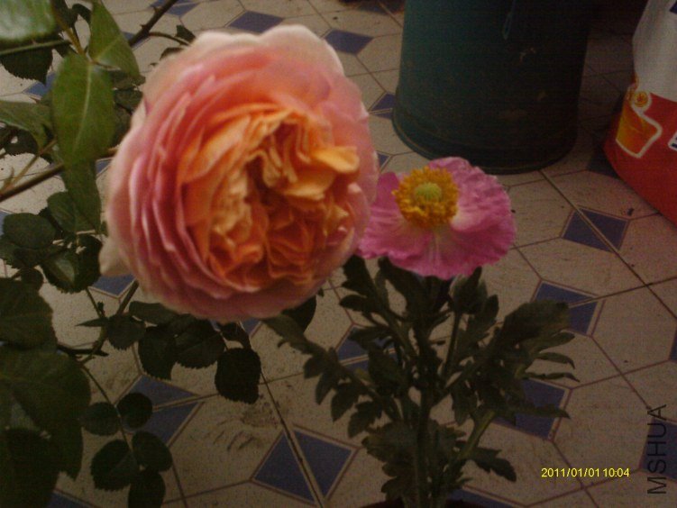 IMAG0741.JPG