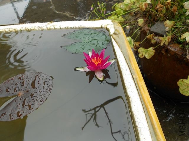 ���� 1260.jpg