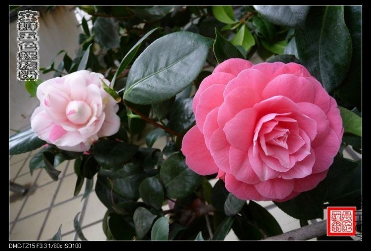 �İ���ɫ������052.jpg