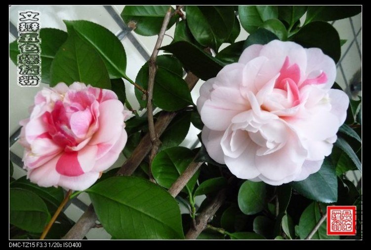 �İ���ɫ������049.jpg