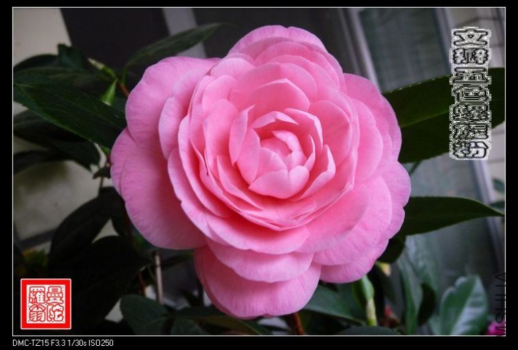 �İ���ɫ������033.jpg