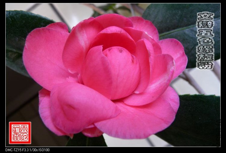 �İ���ɫ������019.jpg