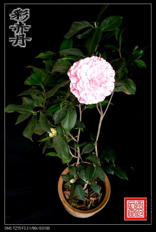 �ʳ൤012.jpg