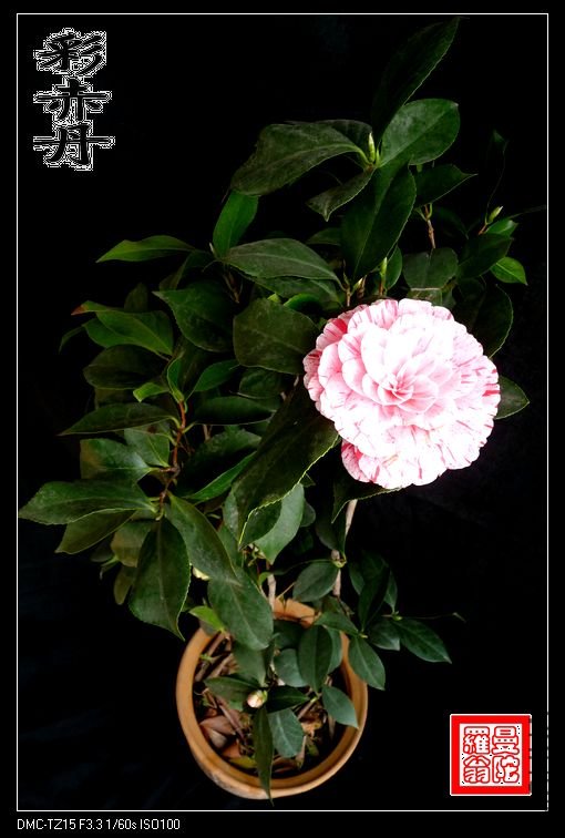 �ʳ൤011.jpg