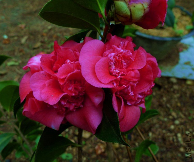 P1540050.jpg