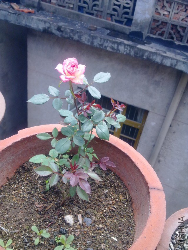 201204291018.jpg
