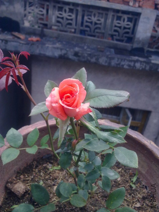 201204291020.jpg