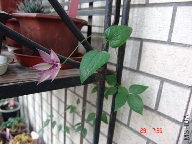 DSC07435.JPG