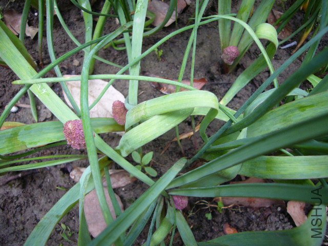 ���ѷ���������20120429 003.JPG