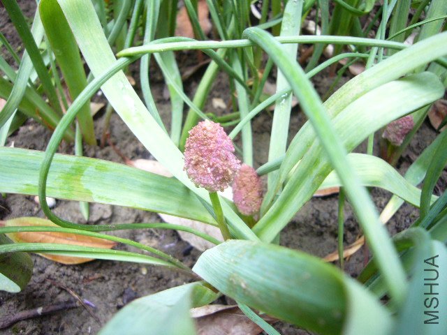 ���ѷ���������20120429 004.JPG