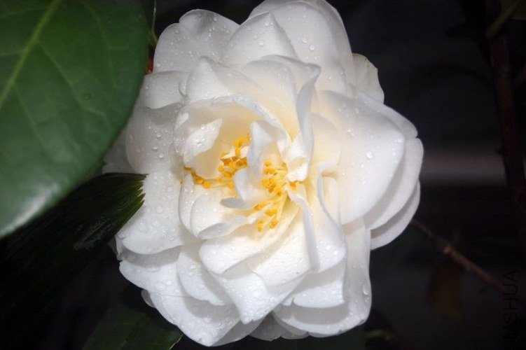 DSC_00720072.JPG