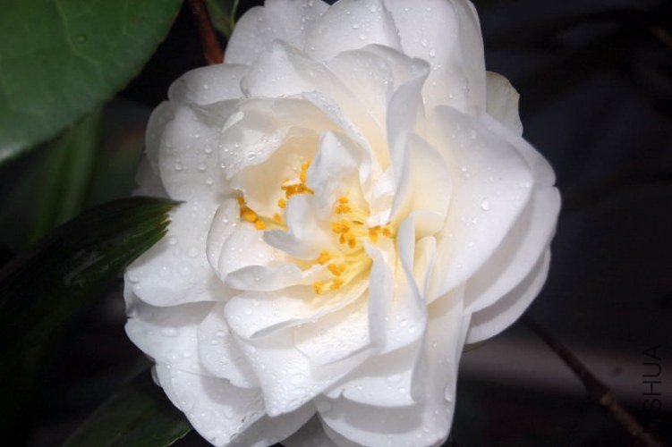 DSC_00730073.JPG
