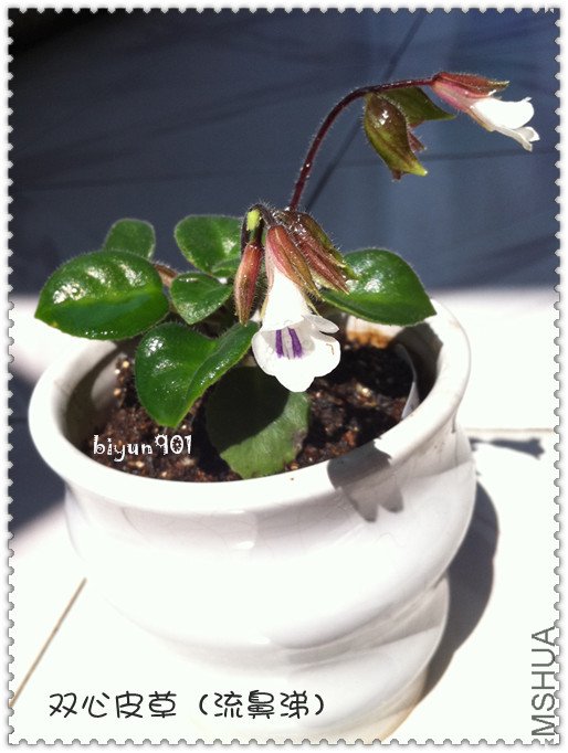 20120429˫��Ƥ��.jpg
