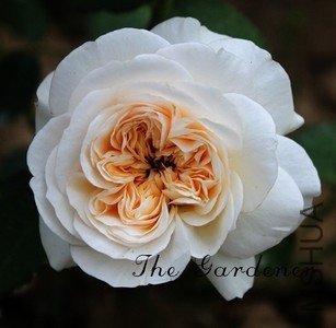 QQ��ͼ20120429222337.jpg