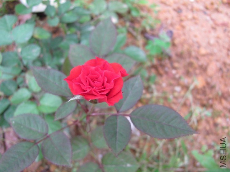IMG_0180a.jpg