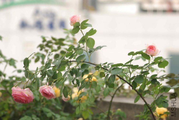 DSC_0024.jpg
