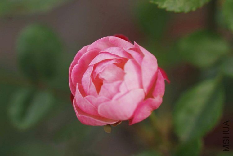 DSC_0012.jpg