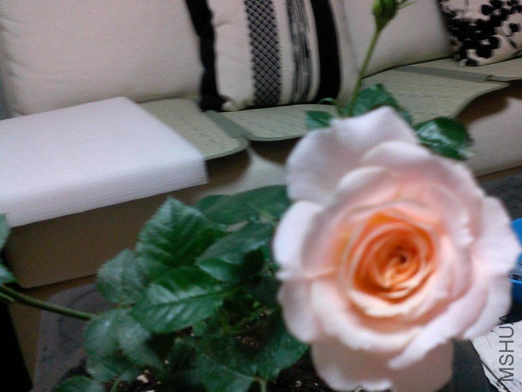 ZP0429004.JPG