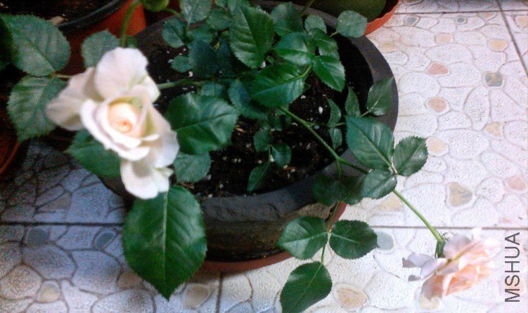 ZP0430011.JPG