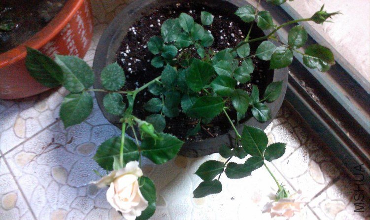 ZP0430012.JPG