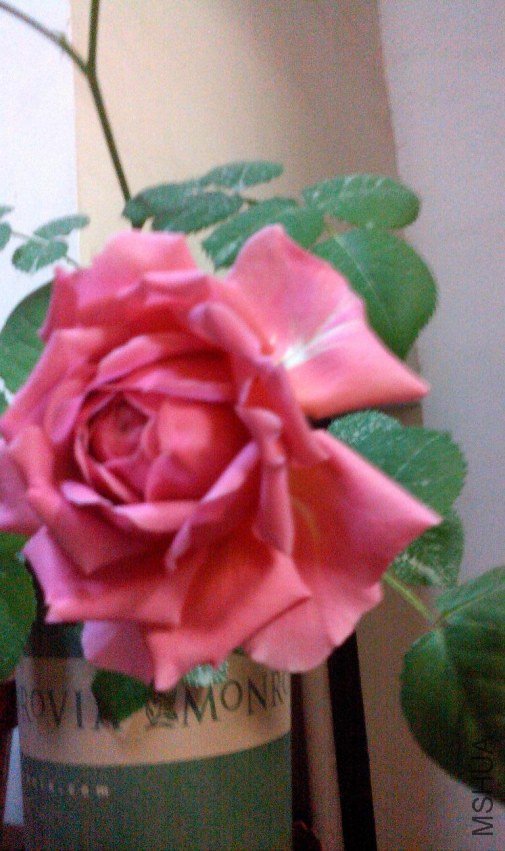 ZP0430003.JPG