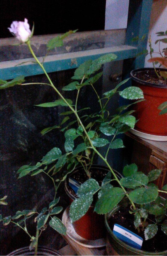 ZP0430005.JPG