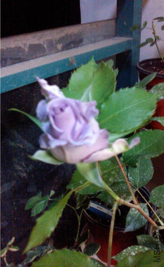 ZP0430007.JPG