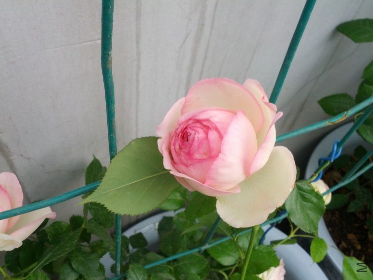 IMG_20120428_071146.jpg