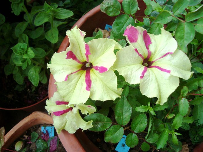DSC048323.jpg
