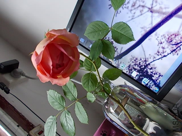 DSCN0208.JPG