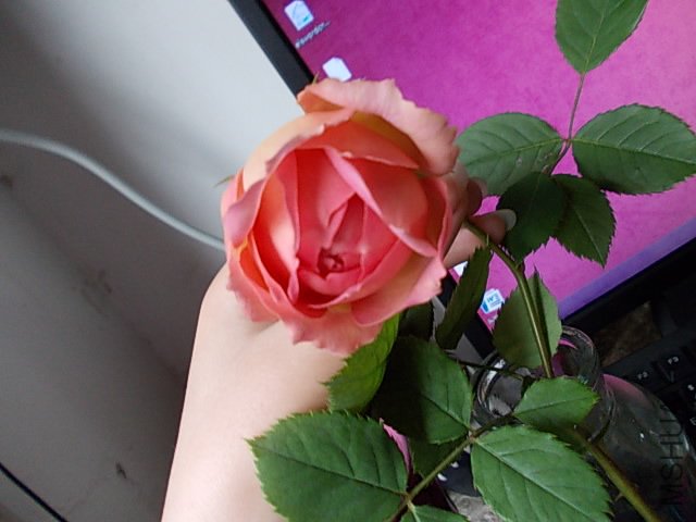 DSCN0205.JPG