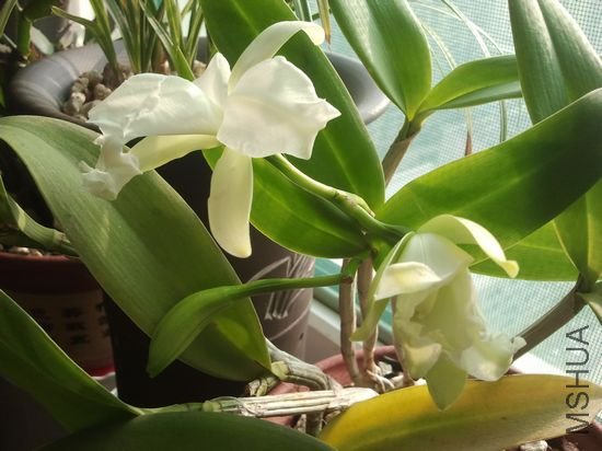 nEO_IMG_2012-04-30 07.53.53.jpg