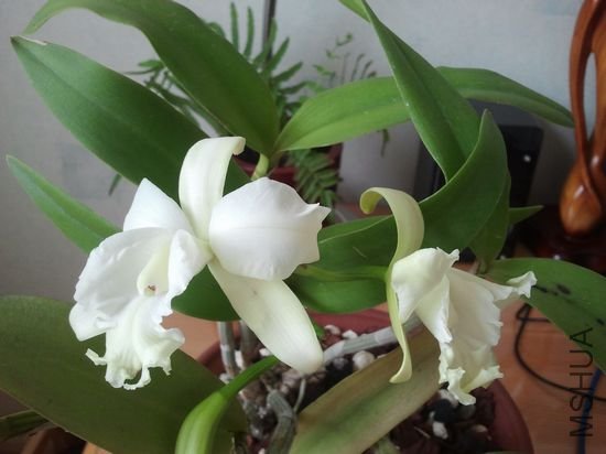 nEO_IMG_2012-04-30 10.07.27.jpg