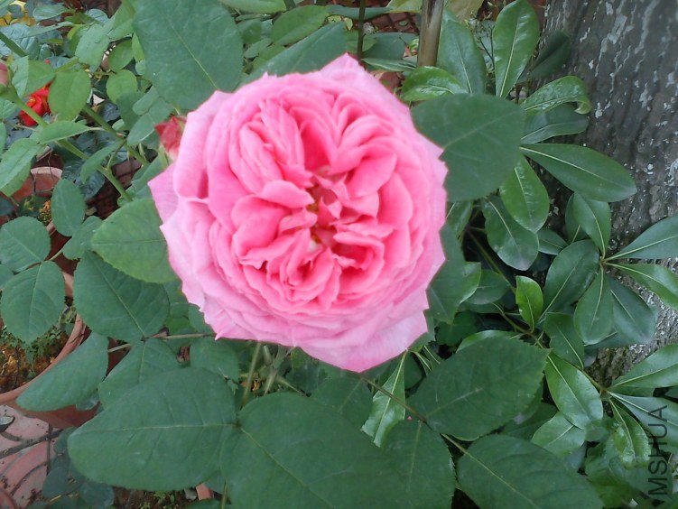 DSC00359.jpg