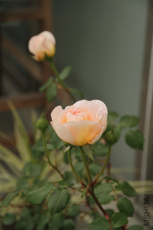 IMG_2504.JPG