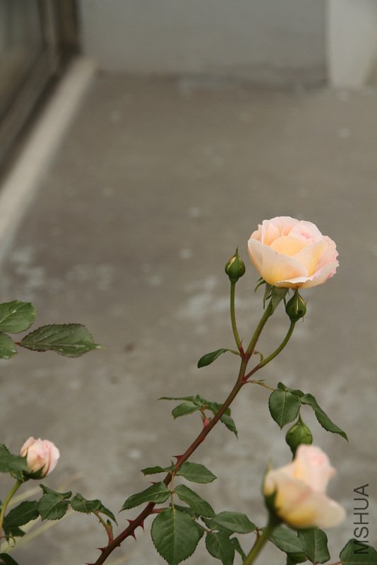 IMG_2508.JPG