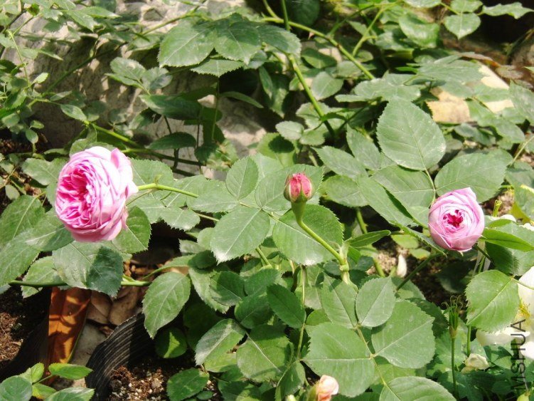 ά����������